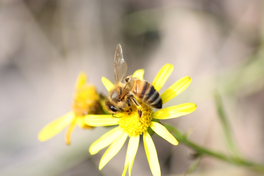 Apis mellifera